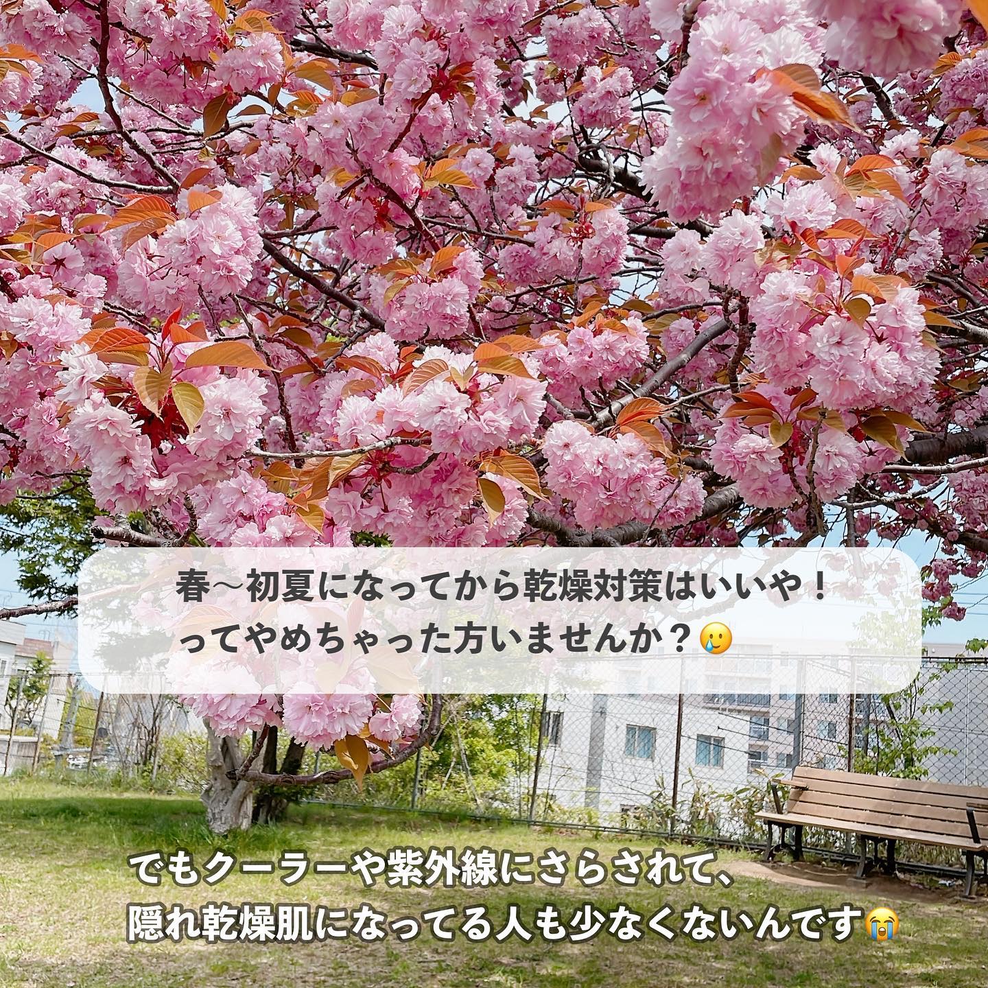 シトラスの香り/ボディミルク/ダイアン/ボディミルクを使ったクチコミ（2枚目）