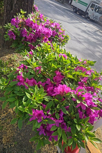 ð»KanonâšçŸåã³ã¹ã¡å³éâºïžè²å å·¥ãªãð on LIPS ããã¿ãŸãããæšæ¥èŸãããŠæŽæ°ããŸããã§ãããããæ¯æ¥æ°æã¡ãèŸ..ãïŒ1æç®ïŒ