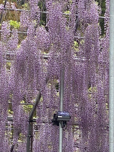 栃木ルルルン（藤の花の香り）/ルルルン/シートマスク・パックを使ったクチコミ（6枚目）