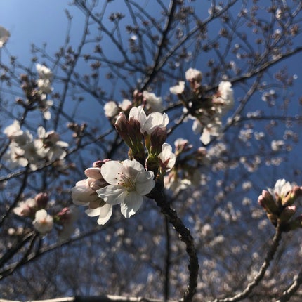 柑橘 on LIPS 「#LIPS投稿アワードメイクハウツー..」(4枚目)