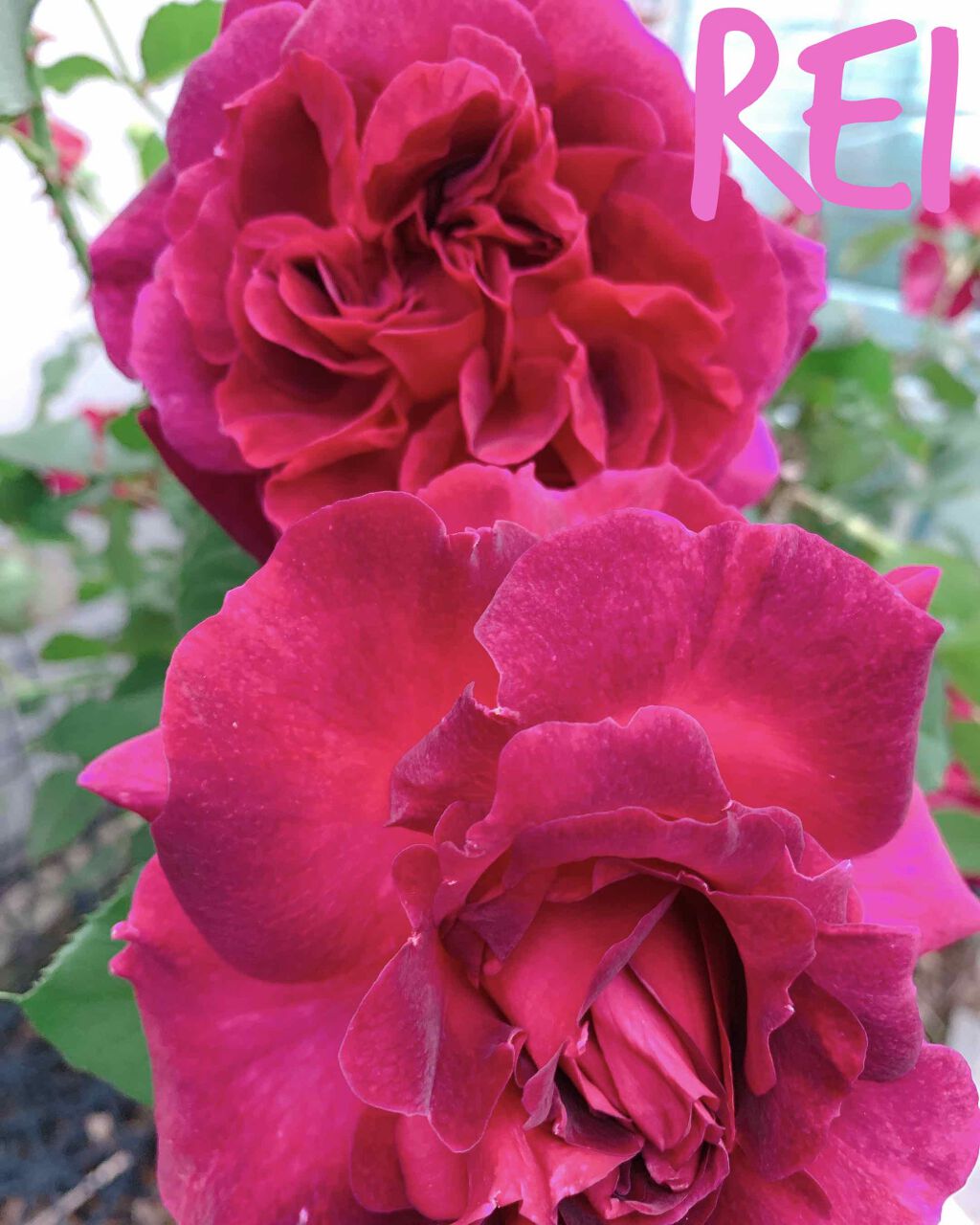 ネイルラッカー/O・P・I/マニキュアを使ったクチコミ(2枚目)