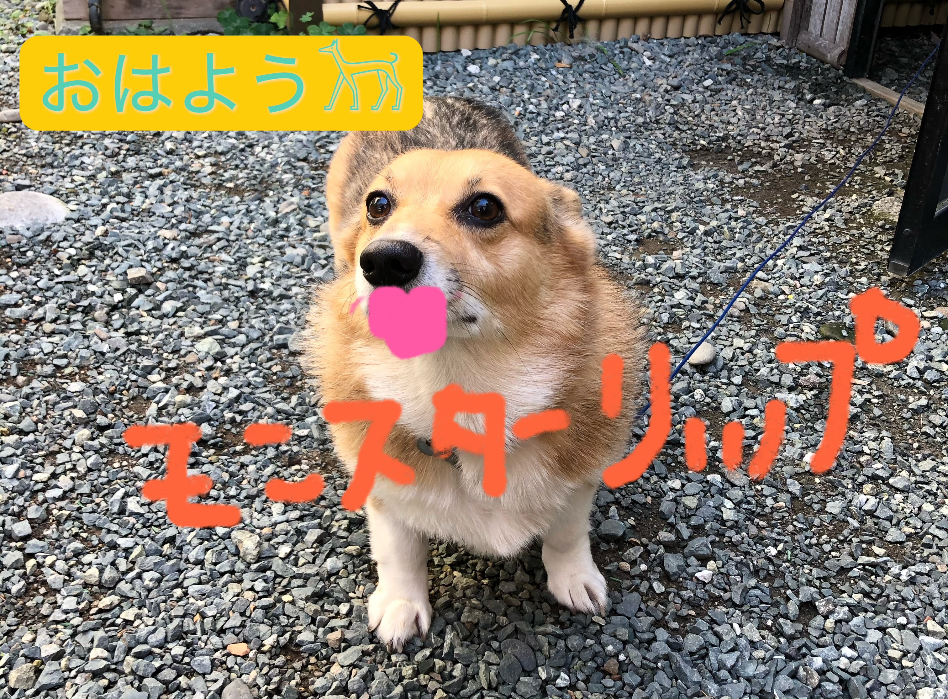 ケイト リップモンスター 08 モーブシャワー (web限定色)/KATE/口紅を使ったクチコミ（1枚目）