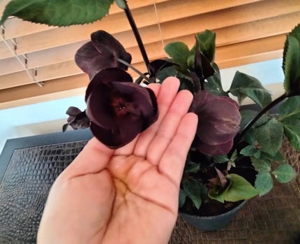 mcgroupakiko on LIPS 「 ヘアダイを繰り返しているので、パサつき細くなった髪の毛。ヘア..」(4枚目)