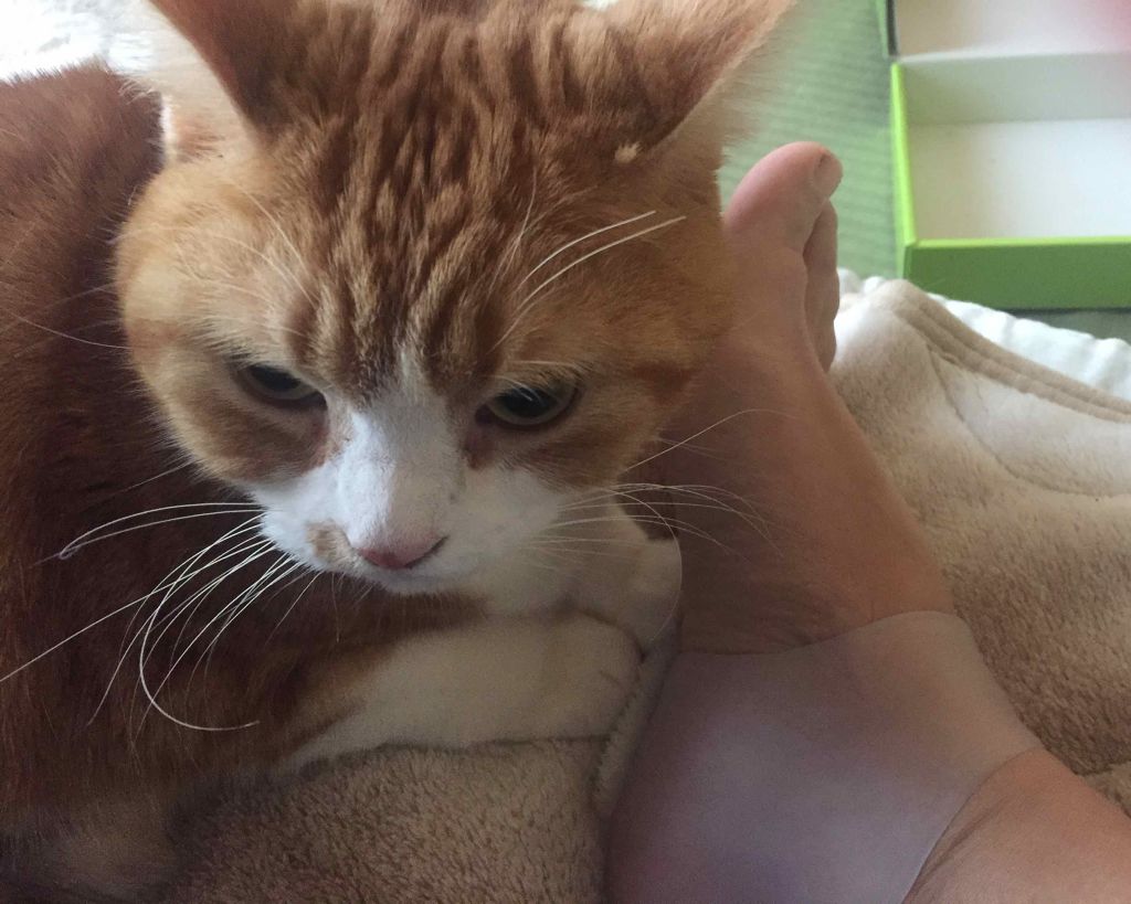 シリコーンかかとパック/DAISO/その他スキンケアグッズを使ったクチコミ（1枚目）