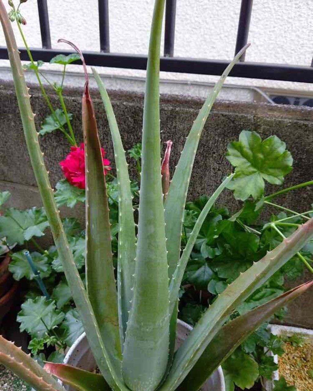 マイルド&モイスチャーアロエジェル/ネイチャーリパブリック/ボディローションを使ったクチコミ(1枚目)