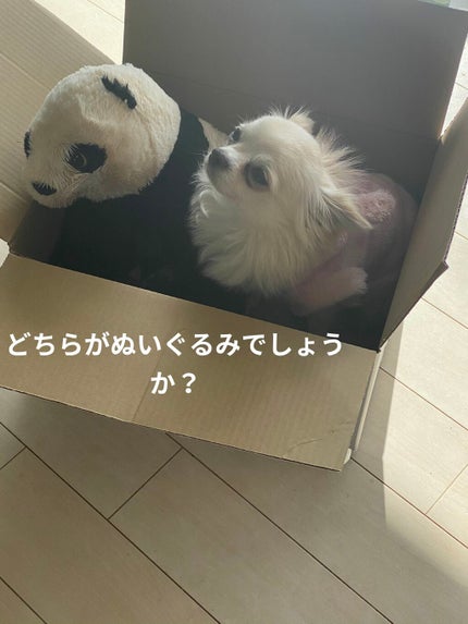 ジルスチュアート リップバーム/JILL STUART/リップバームを使ったクチコミ(8枚目)