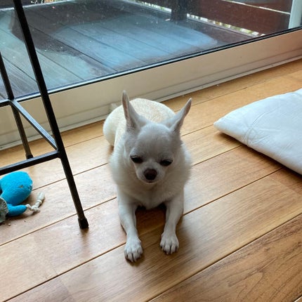 しに子ちゃん on LIPS 「ギガマックなんてペロリですわ〜〜〜!!!!!と思ったけど普通に..」(4枚目)