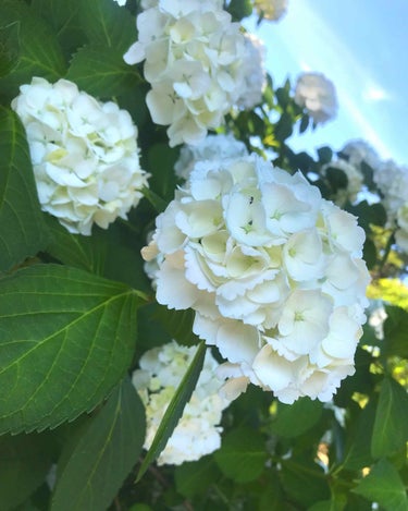 Flower🌺 on LIPS 「※写真は特に関係ないです。~ダイエット2日目~昨日一日中なにも..」（1枚目）