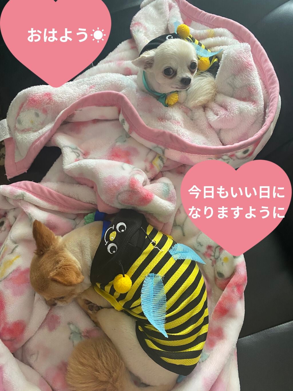 アイムレディ メイク前のつるんと潤うシートマスク/ステラシード/シートマスク・パックを使ったクチコミ(10枚目)