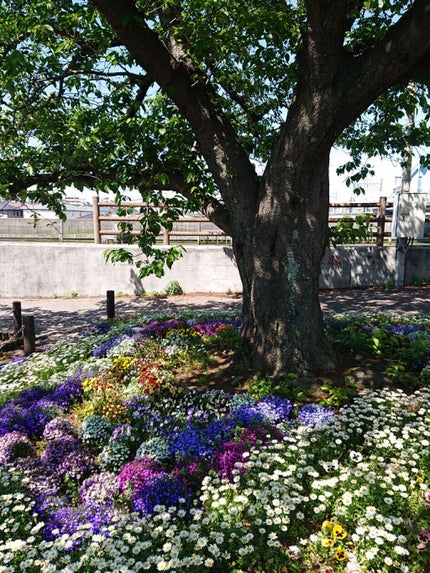 にゃーにゃ一団 on LIPS 「こんにちは🌞昨日はめちゃめちゃ暑かったね🥵今日は昨日より過ごし..」(2枚目)