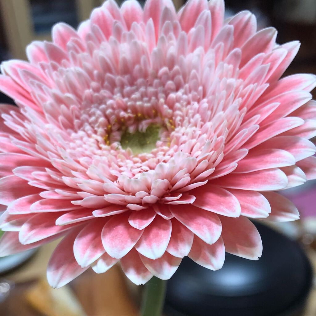 ケイト リップモンスター/KATE/口紅を使ったクチコミ（3枚目）