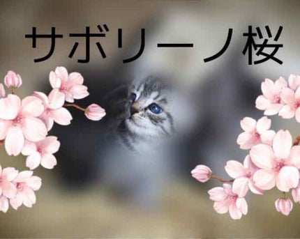 サボリーノ 目ざまシート SA 20(桜の香り)/サボリーノ/シートマスク・パックを使ったクチコミ(1枚目)