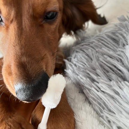 yu/フォロバ100コメ返100 on LIPS 「コエタスのモニターキャンペーンでもらったふわふわシルク歯ブラシ..」(5枚目)