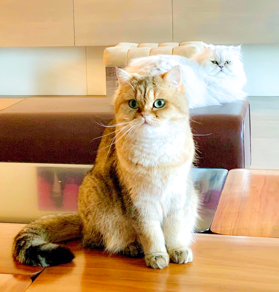 リップスティック トリートメント/PAUL & JOE BEAUTE/リップケアを使ったクチコミ（3枚目）