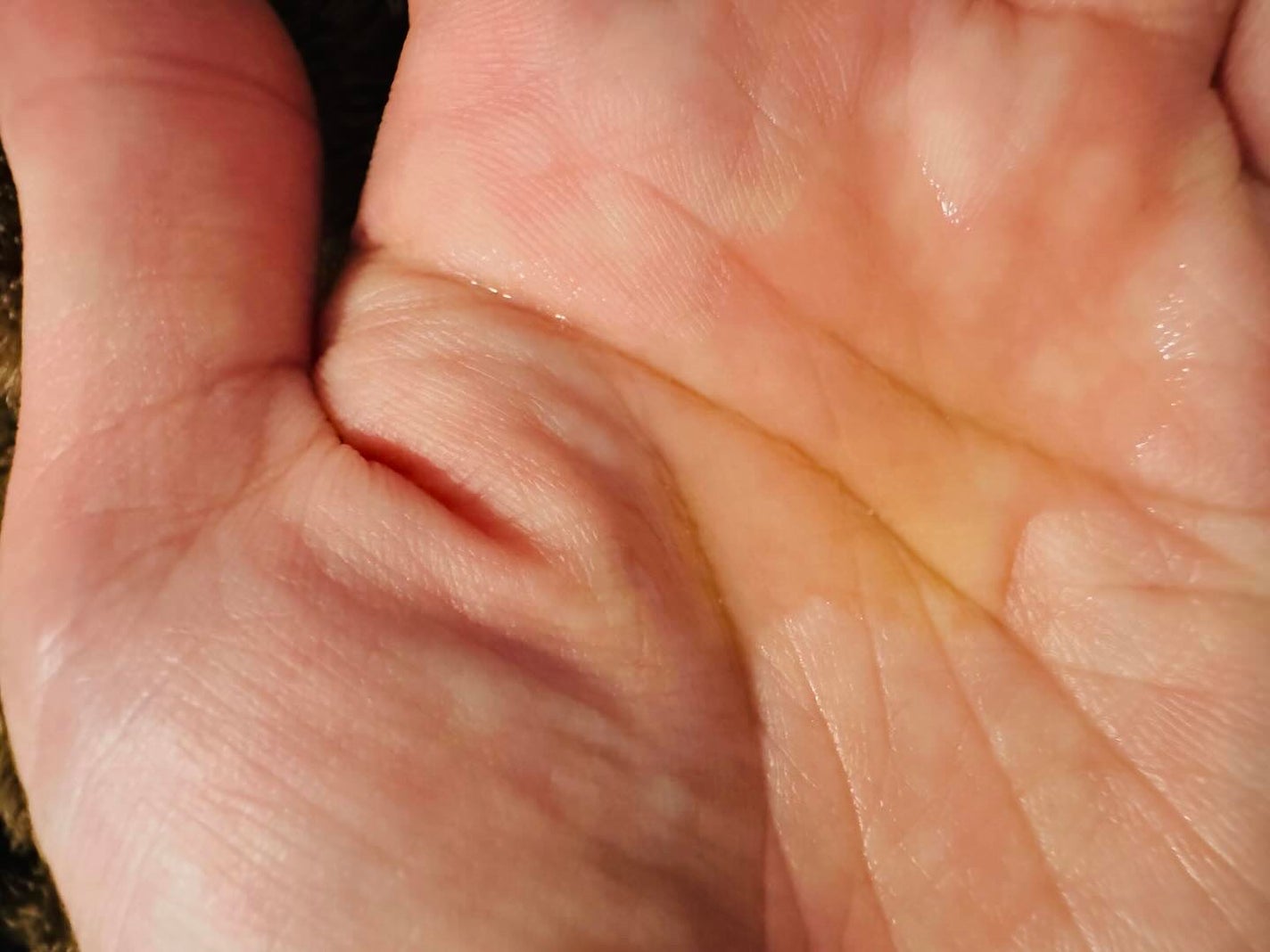 SILKY PRIMA/クオリ/美容液を使ったクチコミ(3枚目)