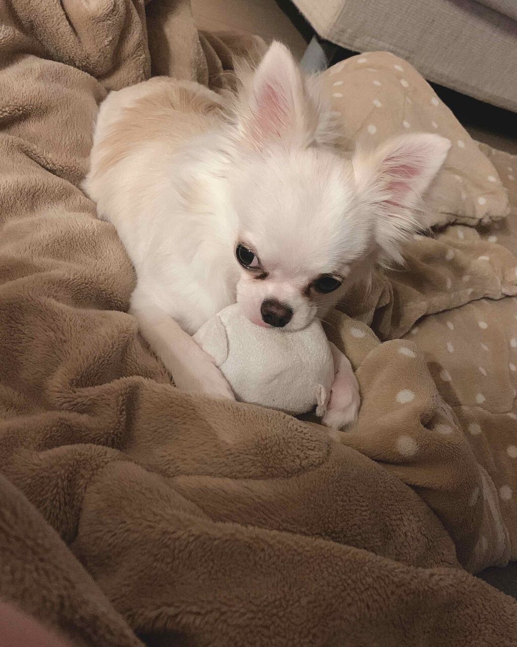 リンゴジュース on LIPS 「皆さんお久しぶりです!明日にバレないスクールメイクのアイシャド..」(1枚目)