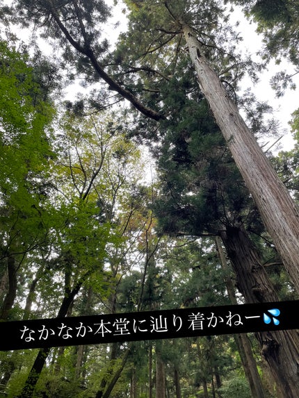 シャドウパレット/dasique/アイシャドウパレットを使ったクチコミ(5枚目)