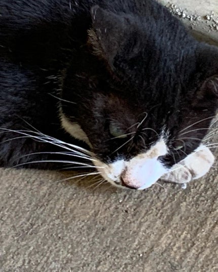 クロミミ on LIPS 「九州旅行 番外九州の猫たち(湯布院と別府)お触りオッケーでうち..」(5枚目)