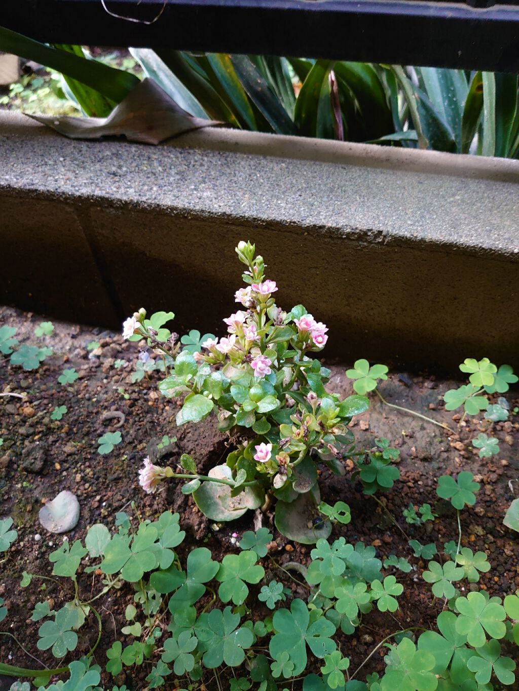 口紅（詰替用）/ちふれ/口紅を使ったクチコミ（2枚目）