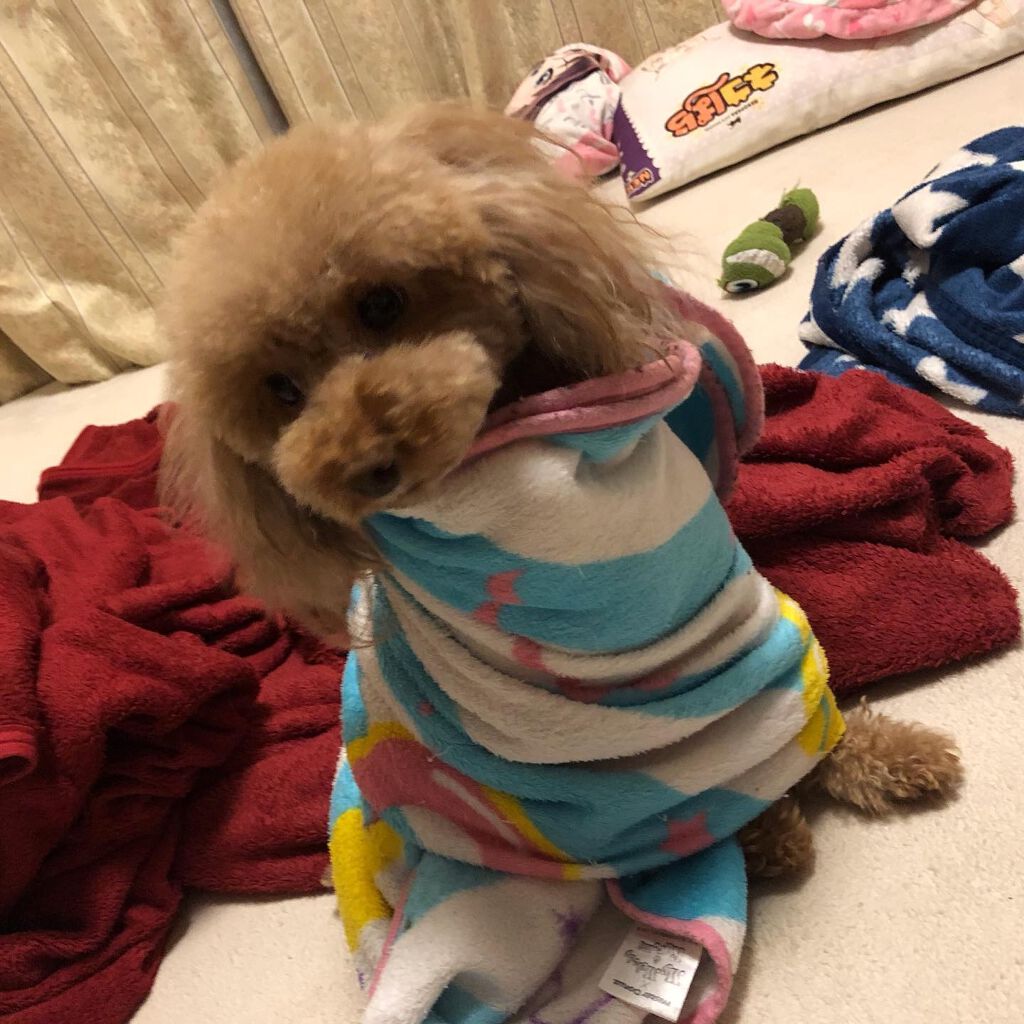 榎本みか on LIPS 「みんなもふもふで可愛い😍#オールインワン#オールインワンジェル..」(6枚目)