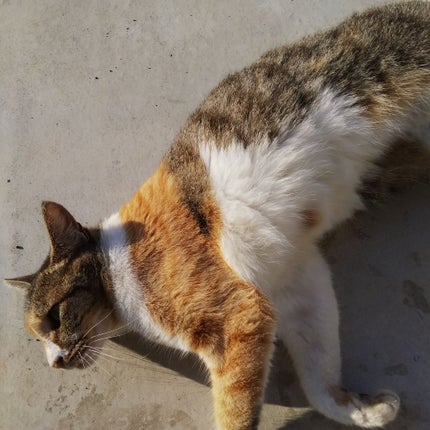 スパークリングアイグロス/スウィーツ スウィーツ/リキッドアイシャドウを使ったクチコミ(3枚目)