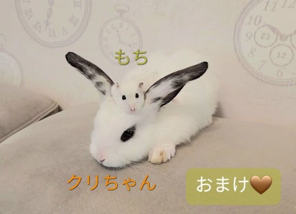 月光ゆず睡眠パック(旧バージョン)/HANYUL(ハンユル)/フェイスクリームを使ったクチコミ(9枚目)