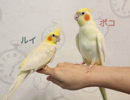 月光ゆず睡眠パック(旧バージョン)/HANYUL(ハンユル)/フェイスクリームを使ったクチコミ(10枚目)