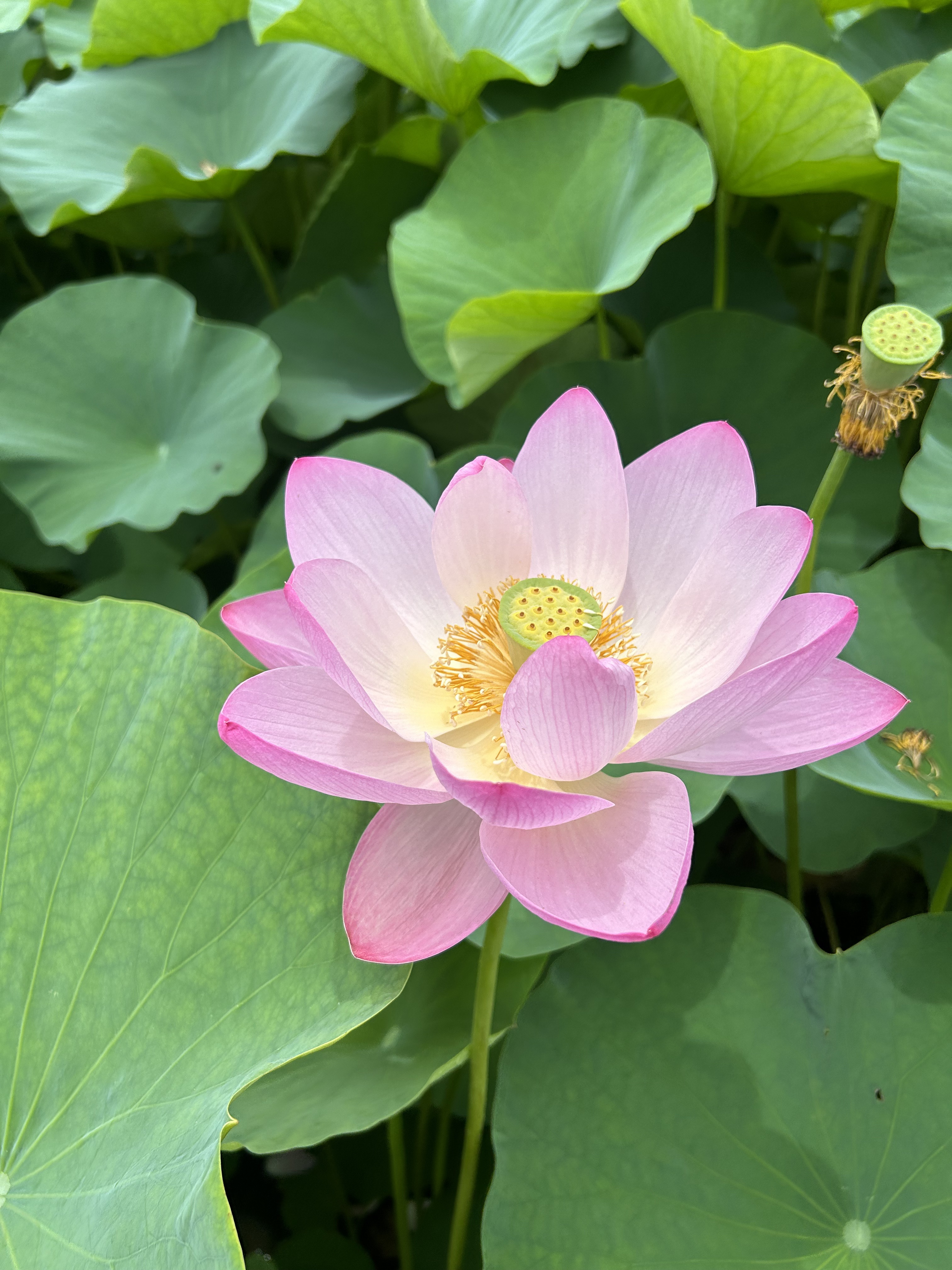 リポビタンD/大正製薬/栄養ドリンクを使ったクチコミ（2枚目）