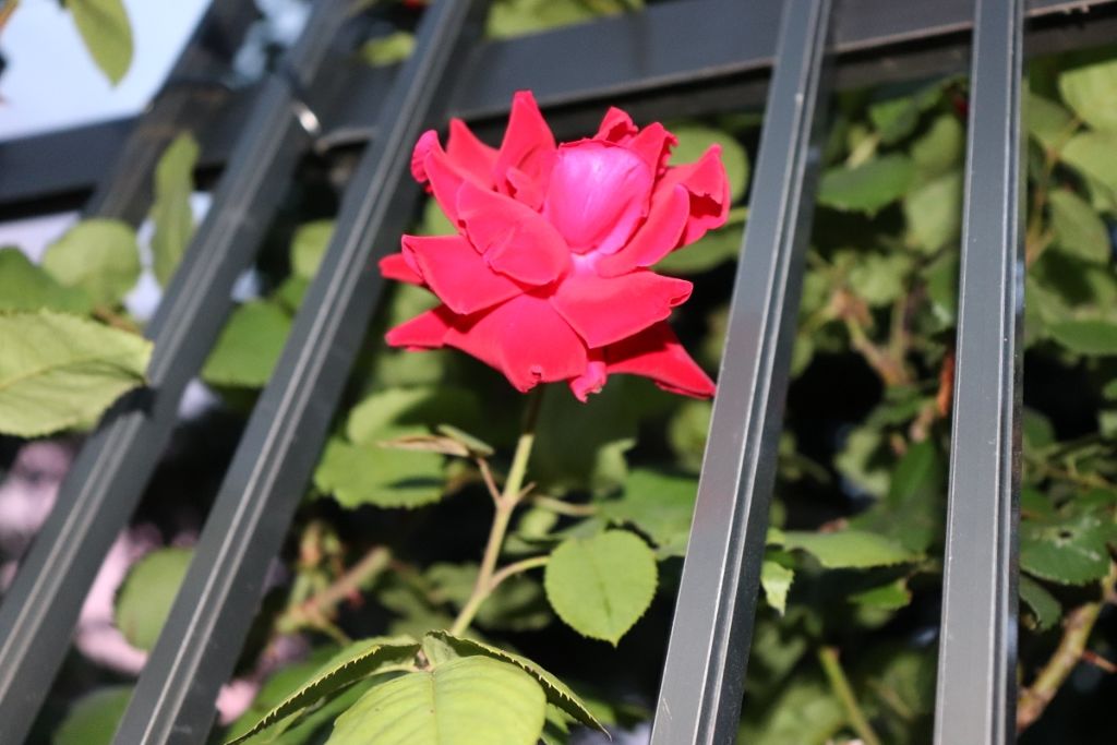 ローヤルゼリー配合 栄養ローション/DAISO/美容液を使ったクチコミ（1枚目）