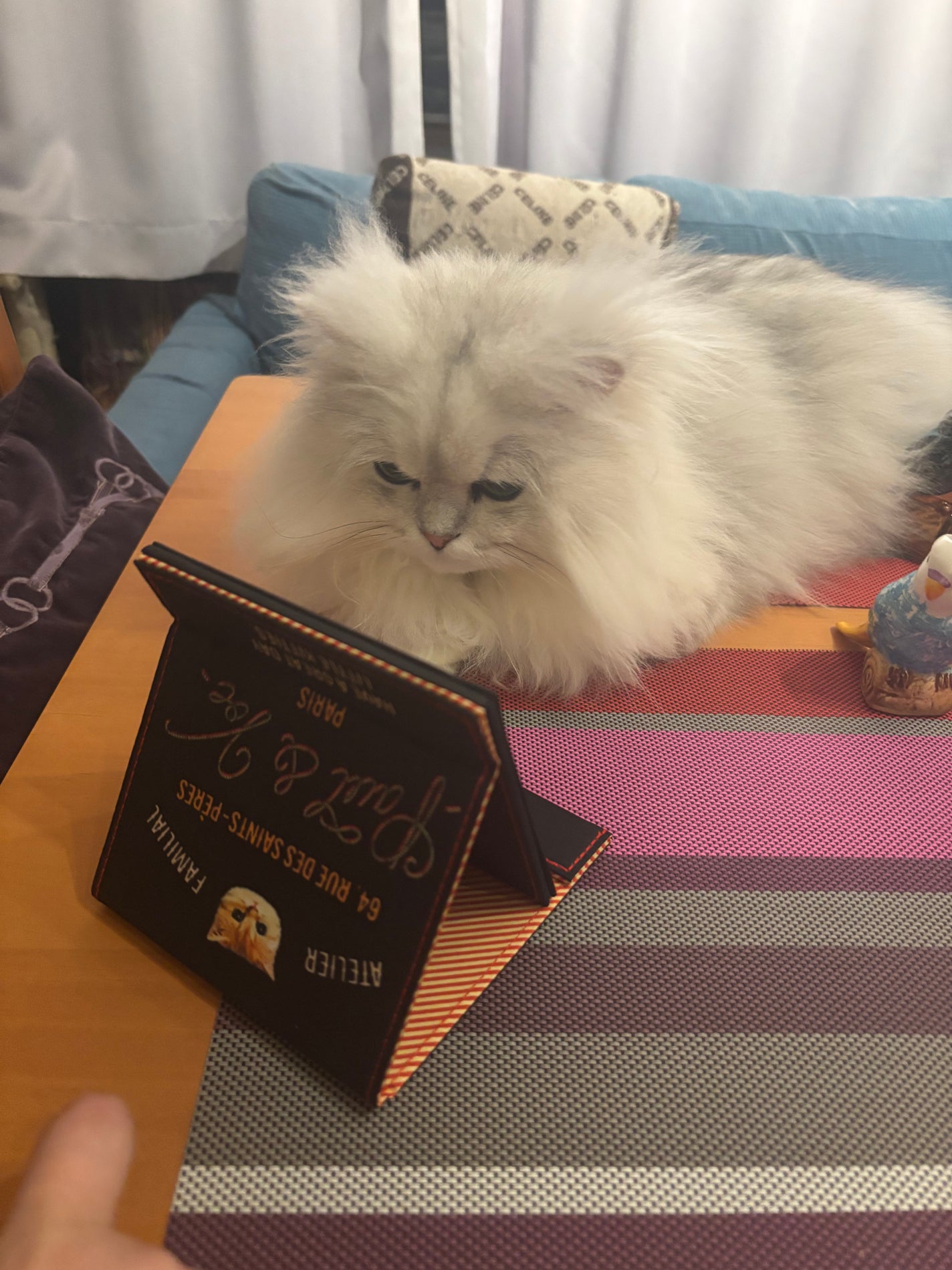 666Anonymous666 on LIPS 「#見とれる俺達#同じ猫達#嫉妬で噛むポール牧じゃなくて(古いに..」(7枚目)