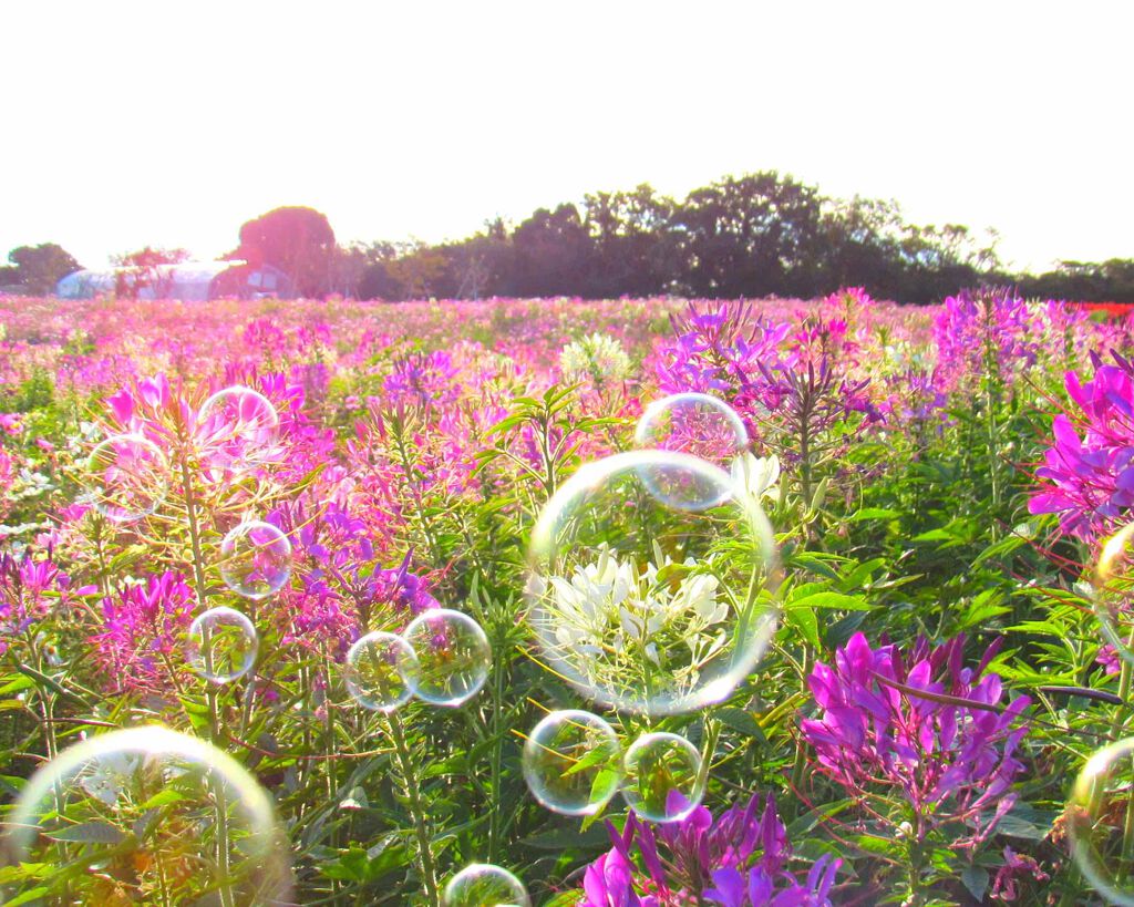 潤浸保湿 乳液/キュレル/乳液を使ったクチコミ（1枚目）