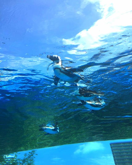 スナップスカラ/MAYBELLINE NEW YORK/マスカラを使ったクチコミ(1枚目)