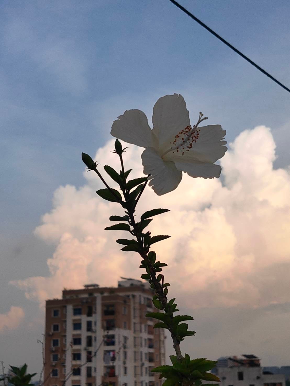 瑞姫(みーこ) on LIPS 「前綺麗に撮れたので、、、#初めての投稿#写真#勝負#風景#花..」(1枚目)