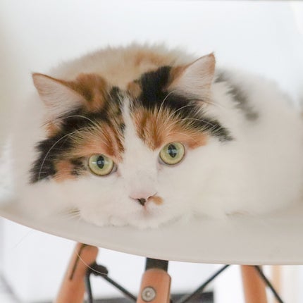 マイキティアイパレット/MilleFée/アイシャドウパレットを使ったクチコミ(4枚目)