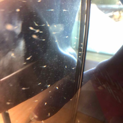 ディープクリア洗顔パウダー/ファンケル/洗顔パウダーを使ったクチコミ(2枚目)