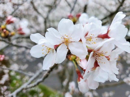 憂ぃ~ui~ on LIPS 「こんにちは、愛姫(あき)です!2020年5月ぶりの投稿…この2..」(1枚目)