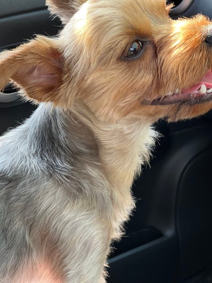 パノラマデザイン アイパレット/Visée/アイシャドウパレットを使ったクチコミ(3枚目)