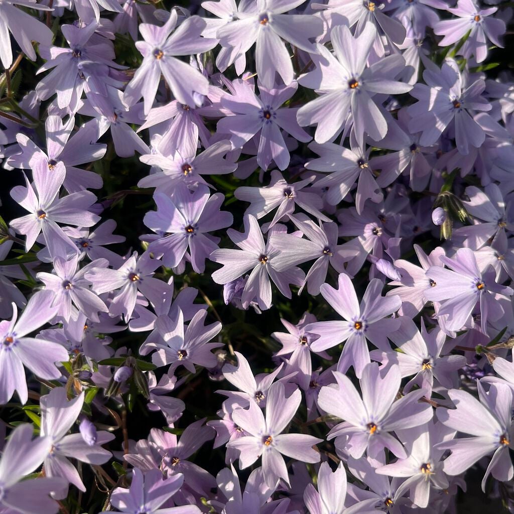 パーフェクトスタイリストアイズ/キャンメイク/アイシャドウパレットを使ったクチコミ(2枚目)