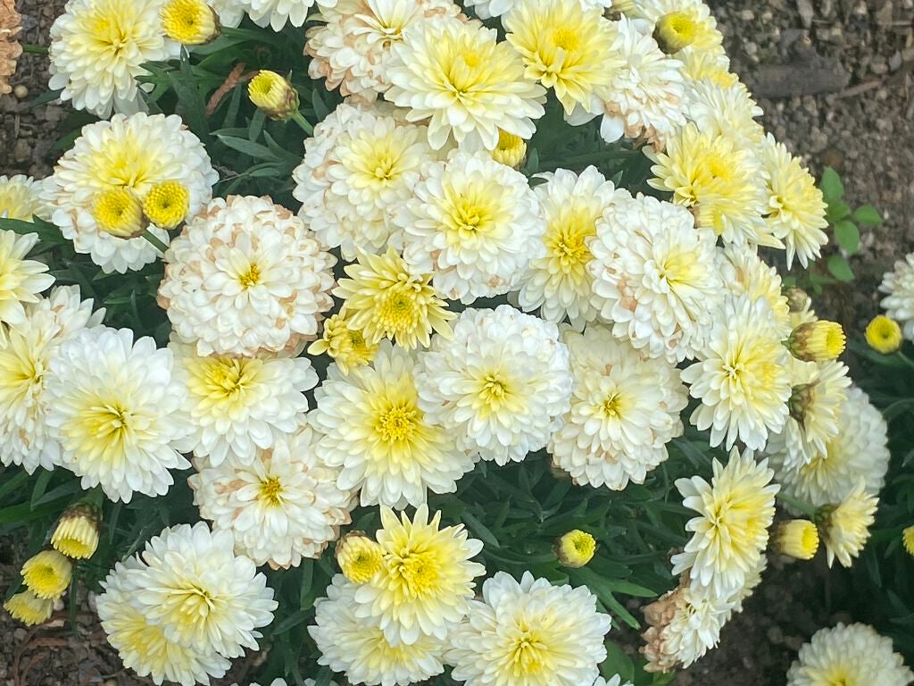 栃木ルルルン(藤の花の香り)/ルルルン/シートマスク・パックを使ったクチコミ(7枚目)