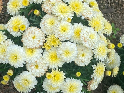 栃木ルルルン(藤の花の香り)/ルルルン/シートマスク・パックを使ったクチコミ(7枚目)