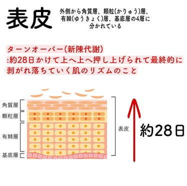 まいことあーこ on LIPS 「😽『肌の構造』について😽正しいスキンケア方法や良い成分配合の化..」（4枚目）