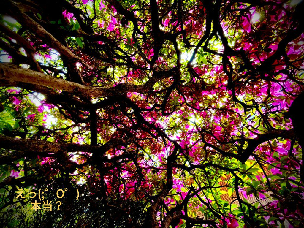 スライスチーズ/雪印メグミルク/その他を使ったクチコミ（1枚目）