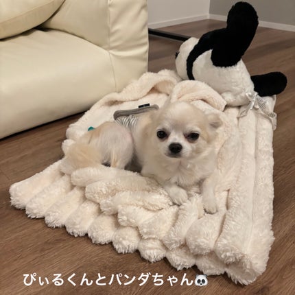 長崎ルルルン(チューリップの香り)/ルルルン/シートマスク・パックを使ったクチコミ(9枚目)