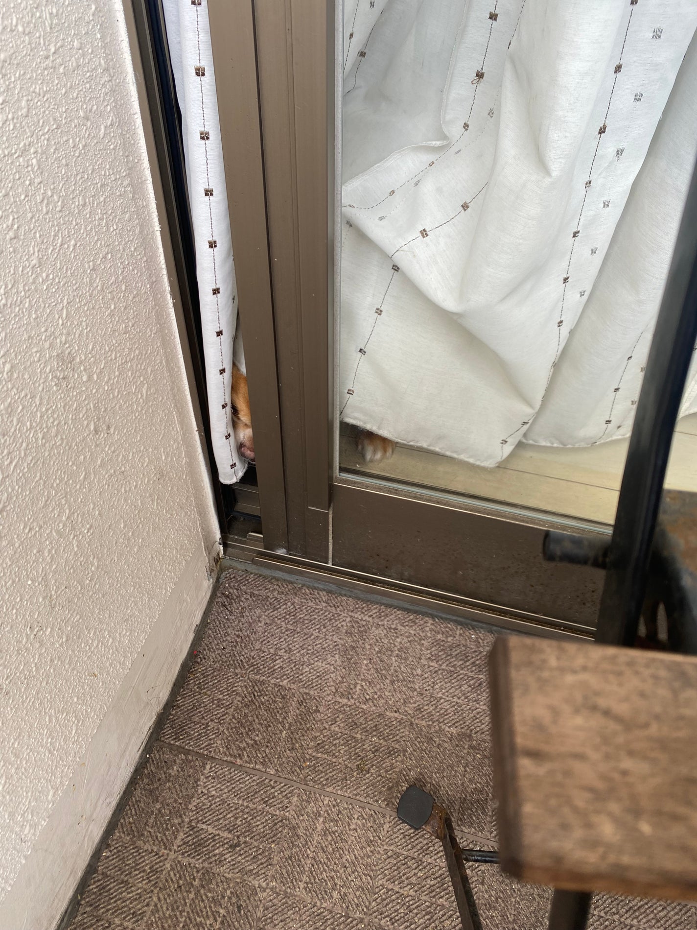 ネイチャーシャンプー/KUNDAL/市販シャンプーを使ったクチコミ(4枚目)