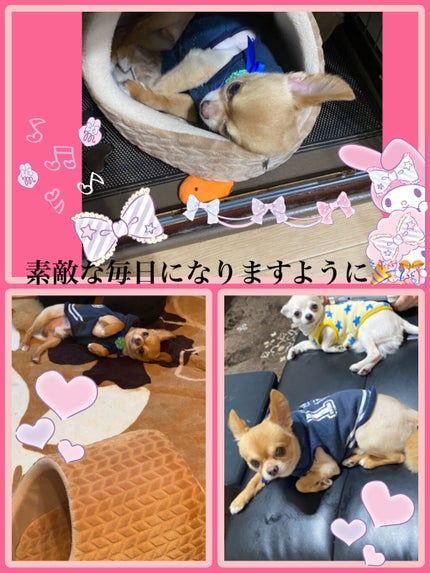 ネイルホリック リミテッドカラー Popping Sugar/ネイルホリック/マニキュアを使ったクチコミ(10枚目)