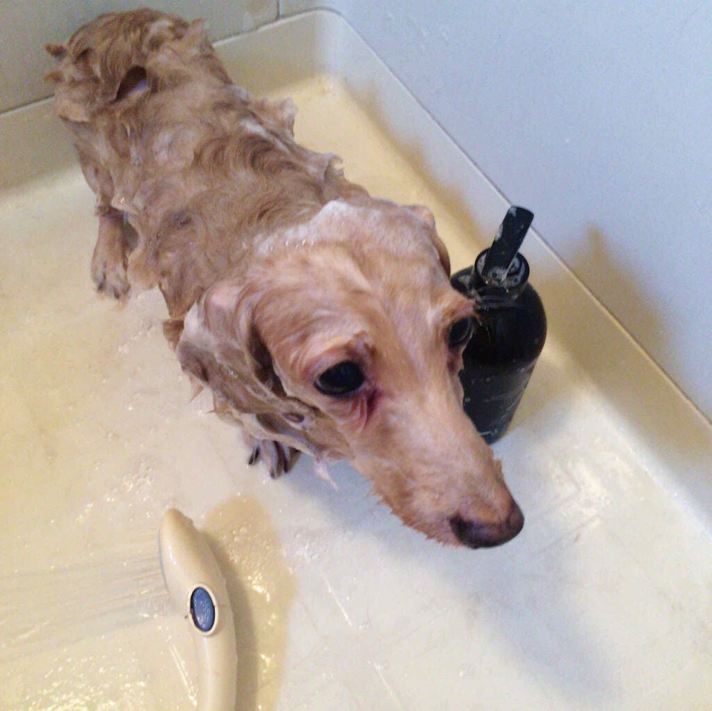 Natto ティーツリープレミアムオイル リンスイン ドッグシャンプー/Natto/その他を使ったクチコミ(5枚目)