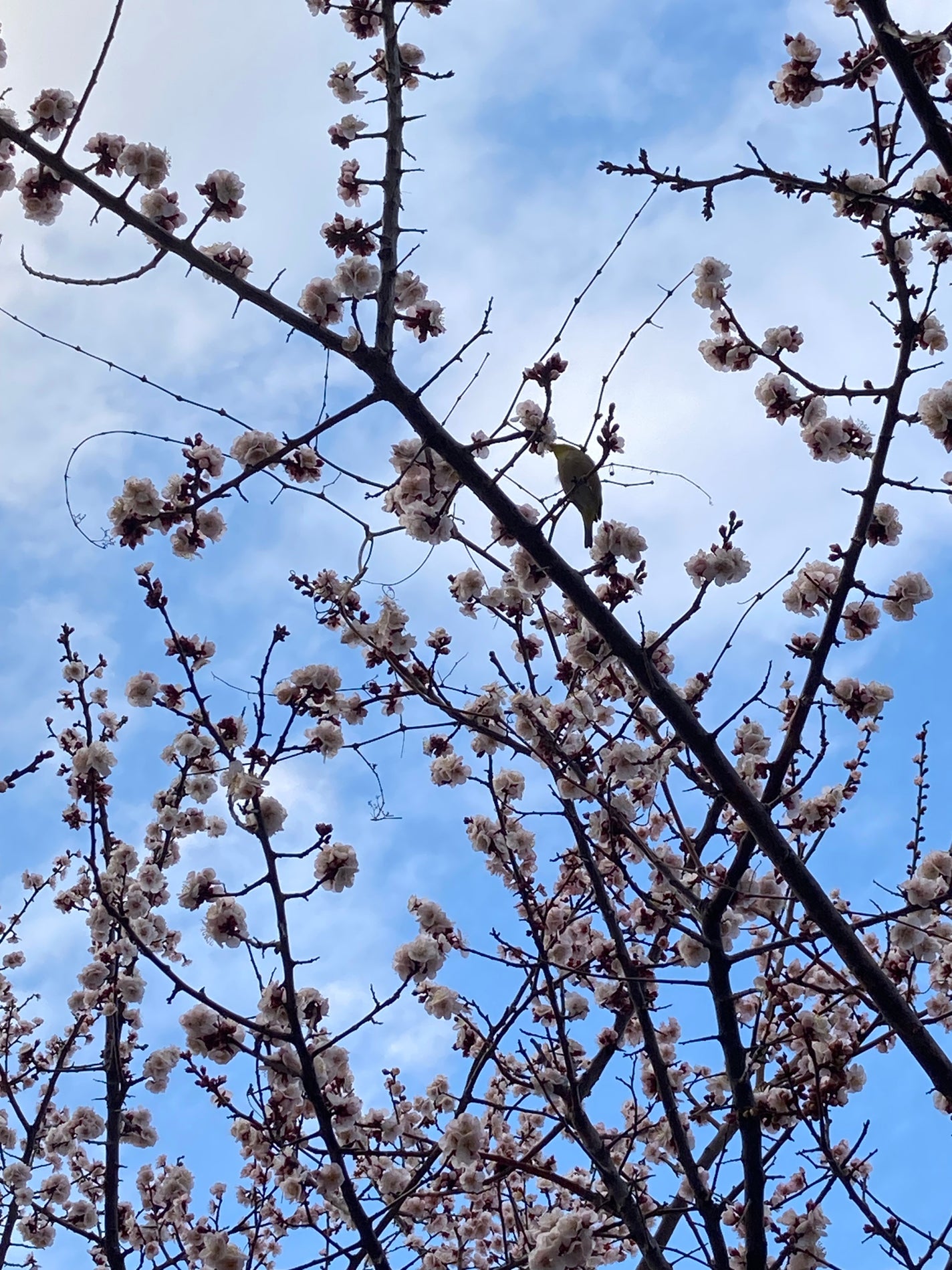 水仙/フローラル 4 シーズンズ/香水(レディース)を使ったクチコミ(4枚目)