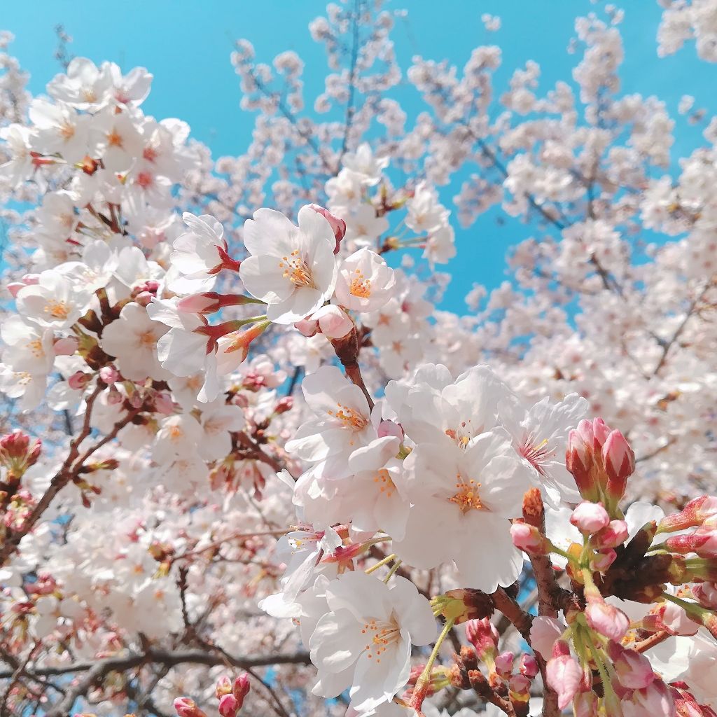 デュアルアイズS/KiSS/アイシャドウパレットを使ったクチコミ(4枚目)