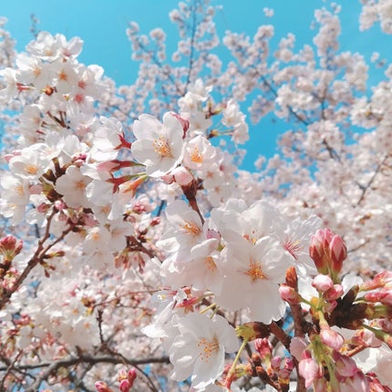 デュアルアイズS/KiSS/アイシャドウパレットを使ったクチコミ(4枚目)