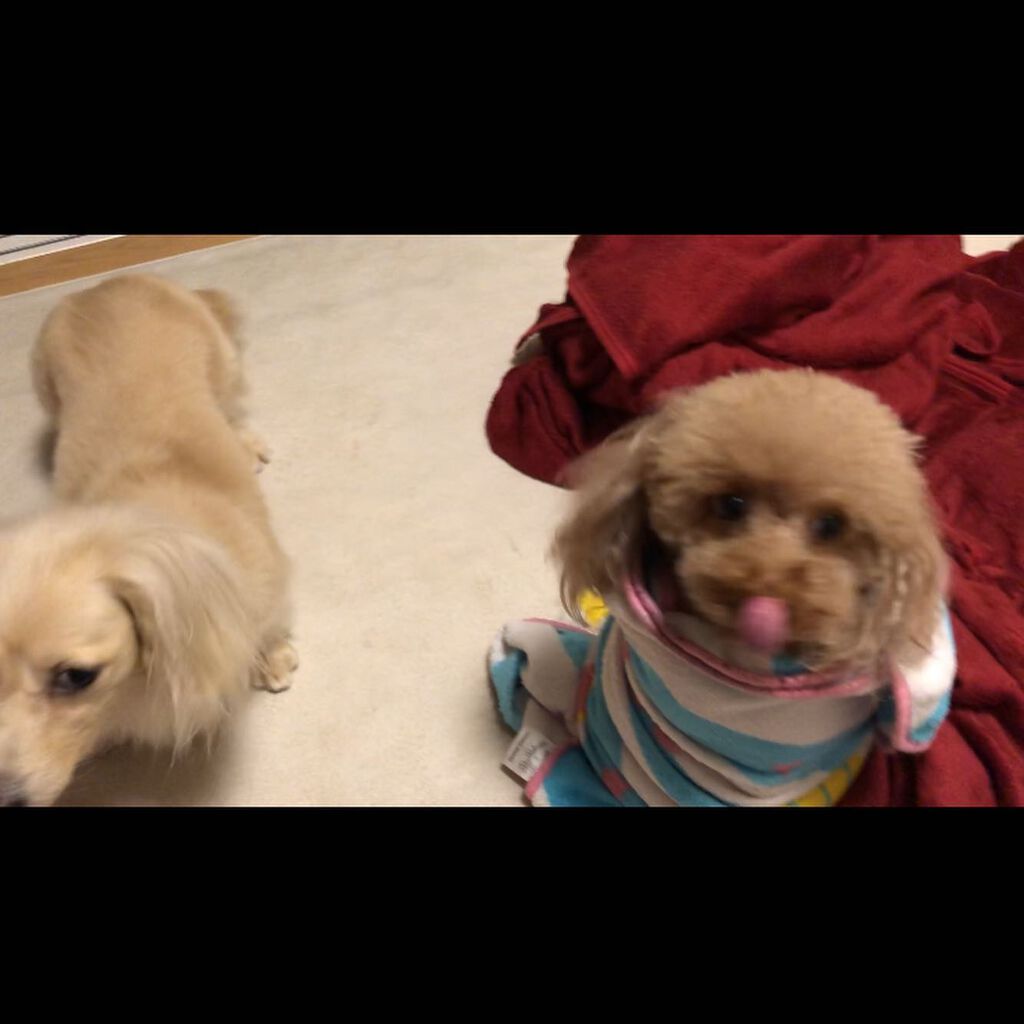 榎本みか on LIPS 「みんなもふもふで可愛い😍#オールインワン#オールインワンジェル..」(3枚目)